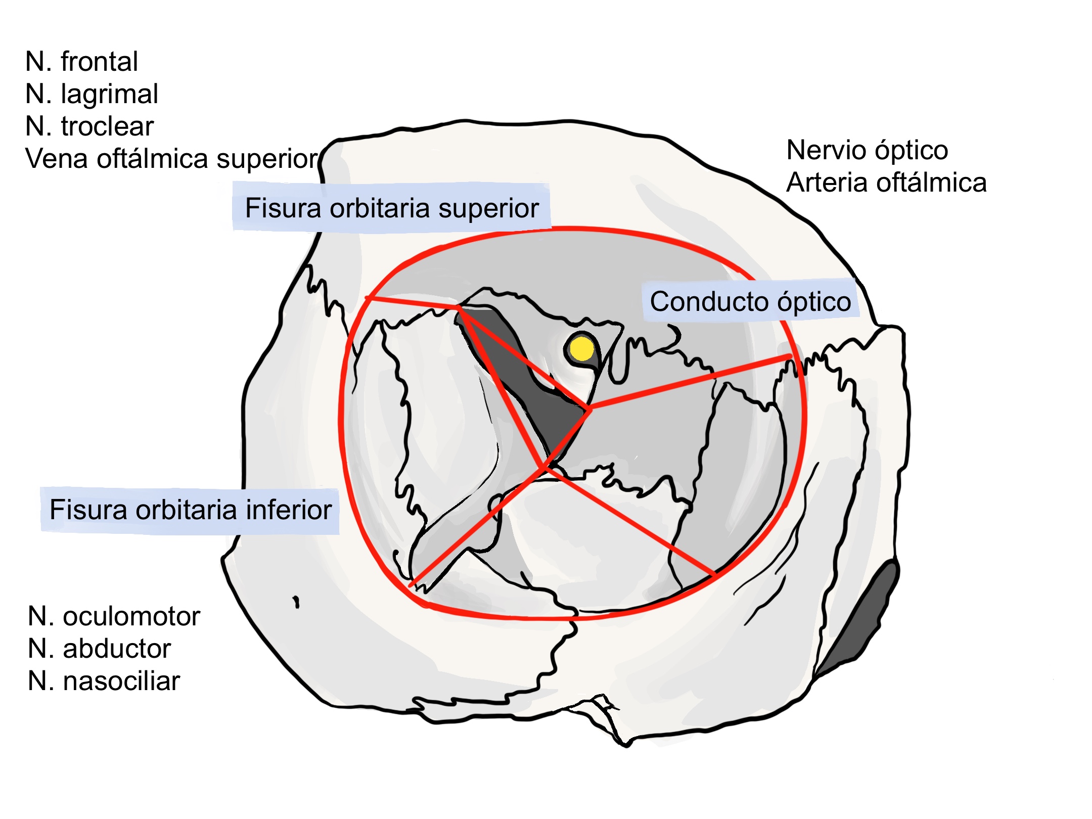 Huesos orbitales. Técnica digital